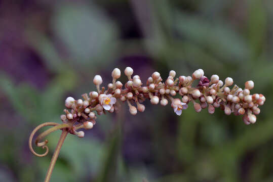 Imagem de Paullinia stellata L. Radlk.