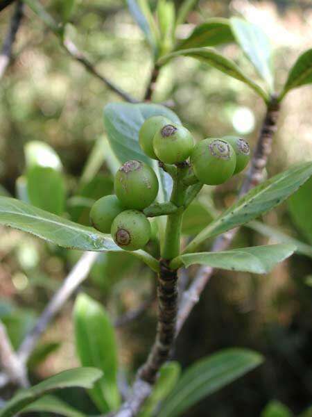 Plancia ëd Psychotria mariniana (Cham. & Schltdl.) Fosberg