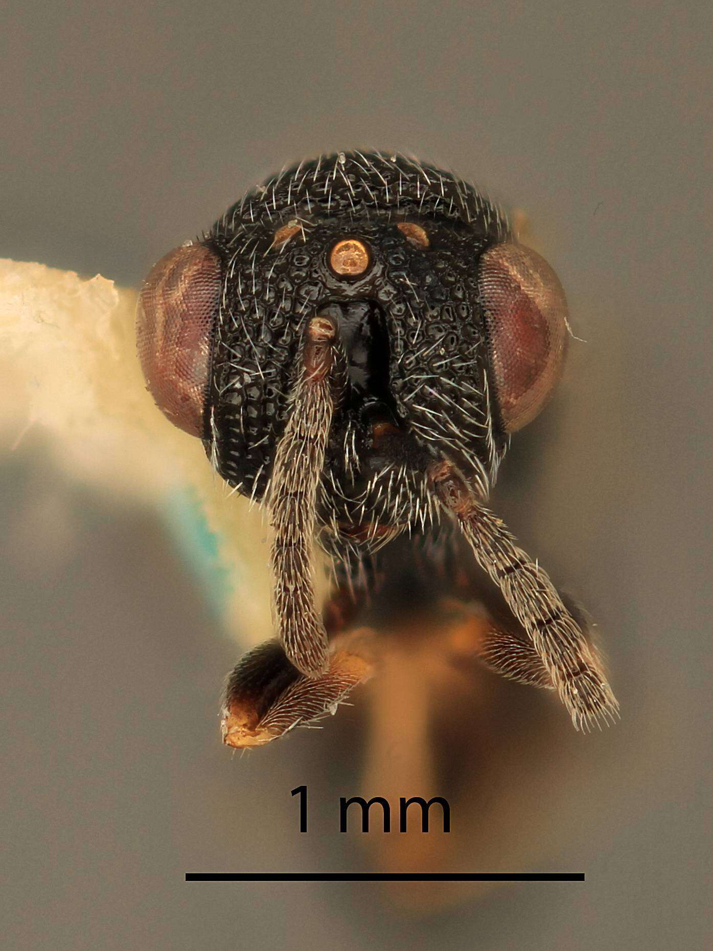 Image of Eurytoma amplicoxa Bugbee 1973