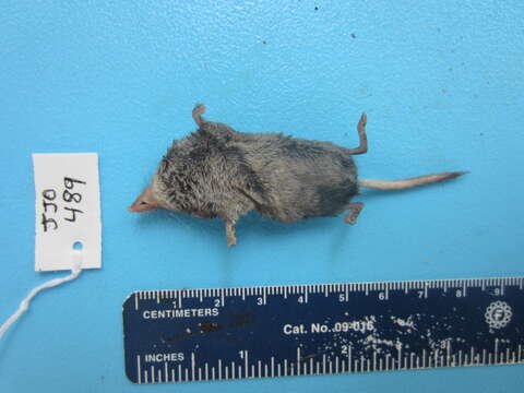 Image of Sorex cinereus cinereus Kerr 1792