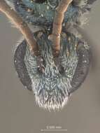 Image of Halictus