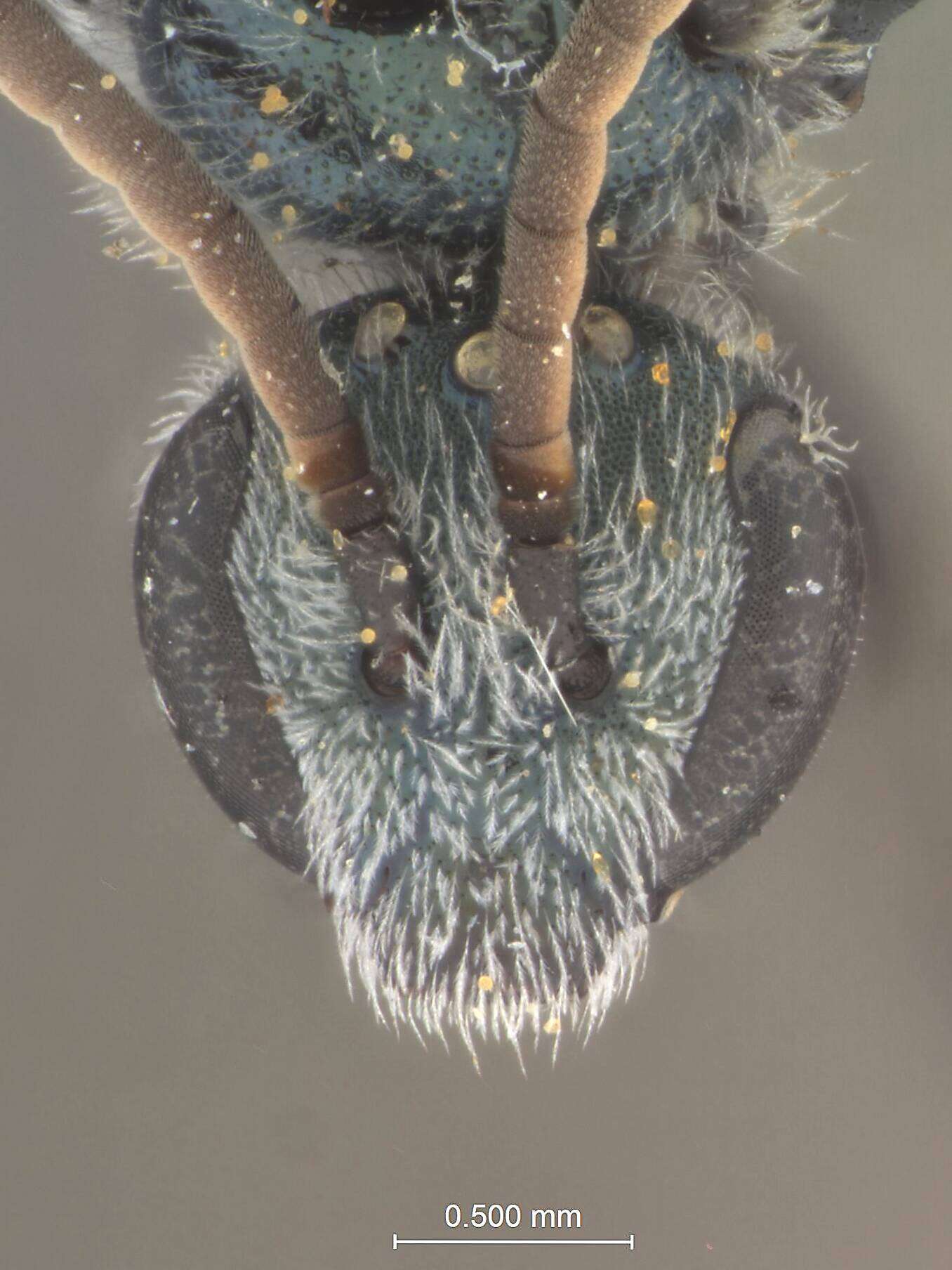 Image of Halictus