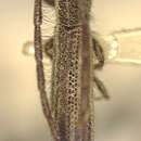 Image of Dorcasta gracilis Fisher 1932