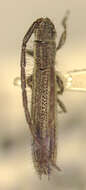 Image of Dorcasta gracilis Fisher 1932