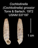 Imagem de Cochlodinella grossior C. Torre & Bartsch 1972