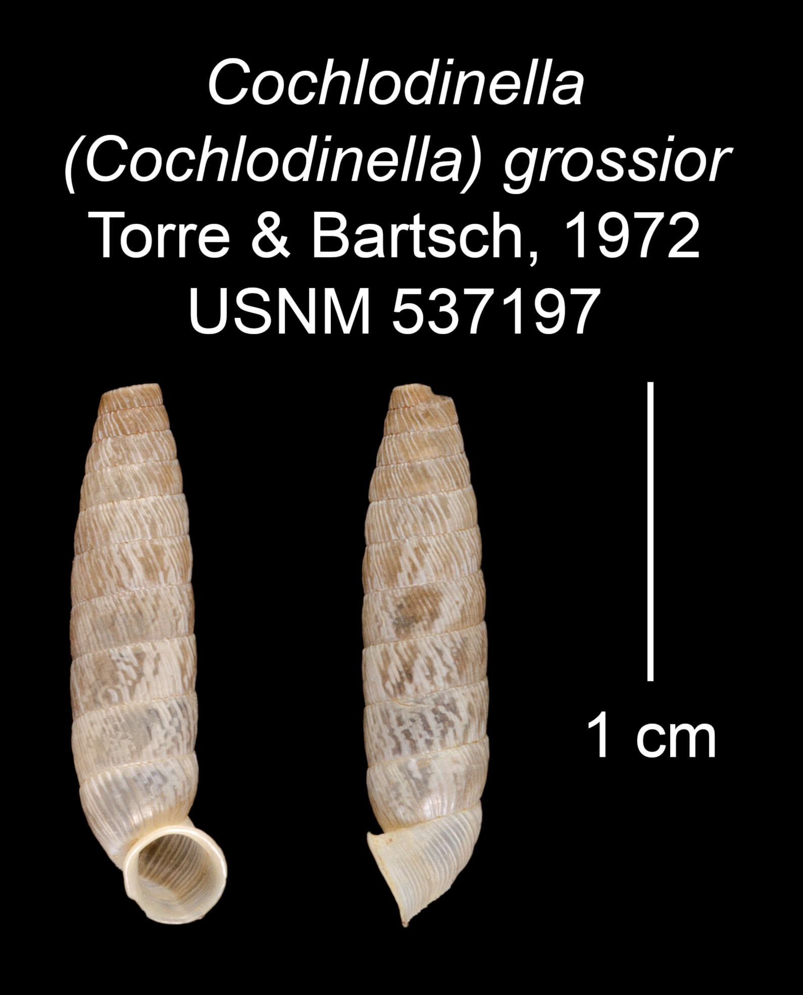 Imagem de Cochlodinella grossior C. Torre & Bartsch 1972