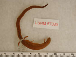 Image of Channel Islands Slender Salamander