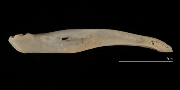 Image of <i>Tyto alba pratincola</i>