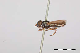 Слика од Chrysogaster pulchella Williston