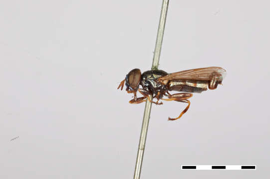 Image of Chrysogaster pulchella Williston