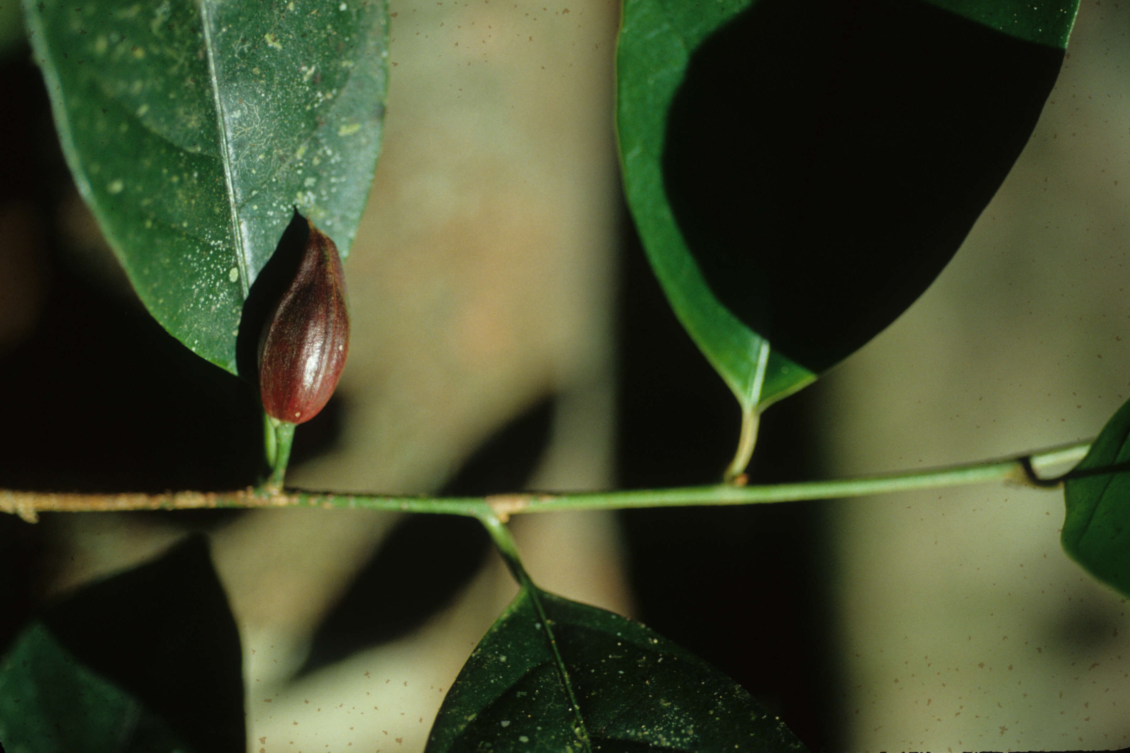 Image of Chrysophyllum sparsiflorum Klotzsch ex Miq.