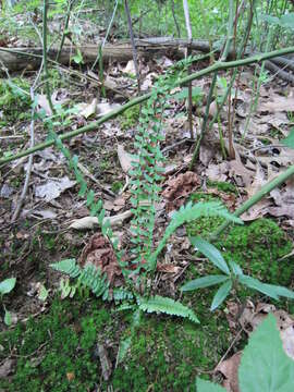 Image of ebony spleenwort