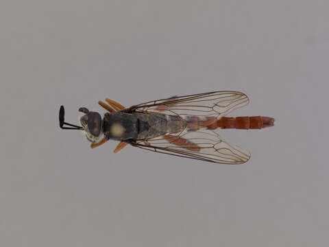 Image of Miltinus stenogaster (Westwood 1841)