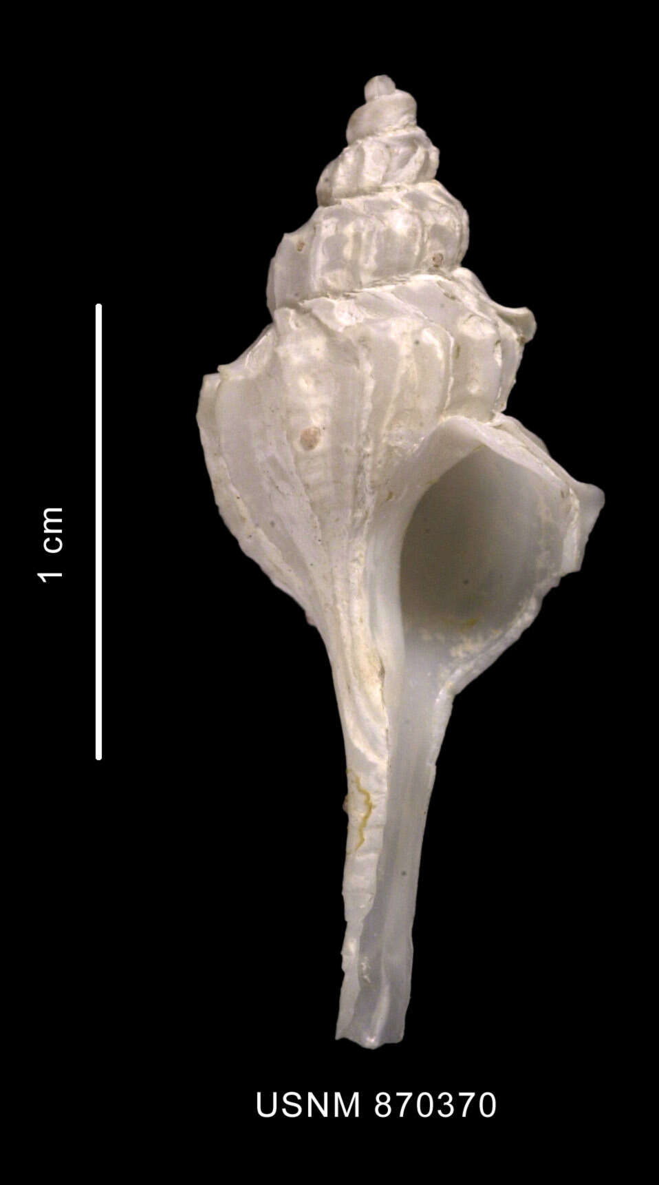 Image of Enixotrophon veronicae (Pastorino 1999)