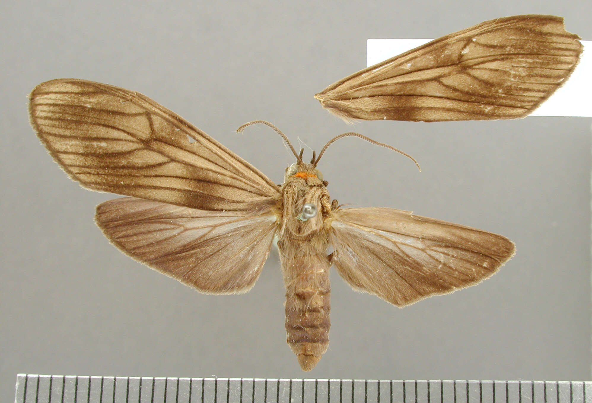 Image of Hyaleucerea morosa