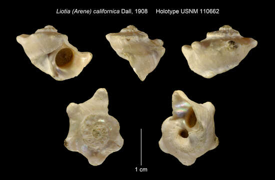 Слика од Macrarene californica (Dall 1908)