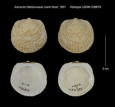 Tucetona planata (G. Nevill & H. L. Nevill 1874) resmi