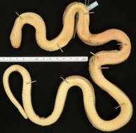 Image of Crowned False Boa