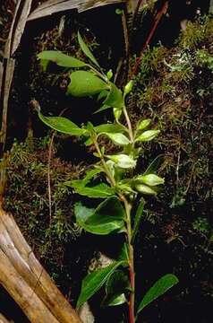 Image of Vaccinium cereum (L. fil.) Forst. fil.