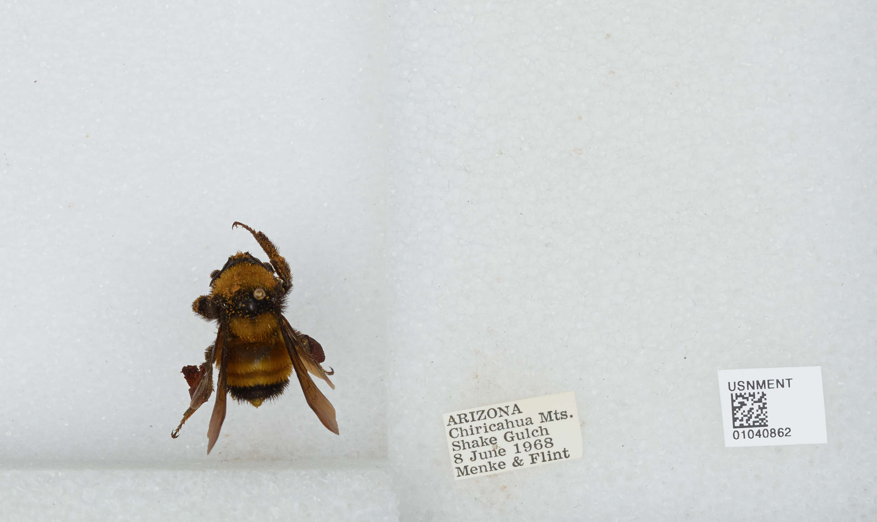 Image of Sonoran Bumble Bee