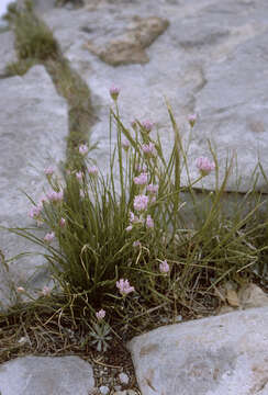 Image of Geyer's onion