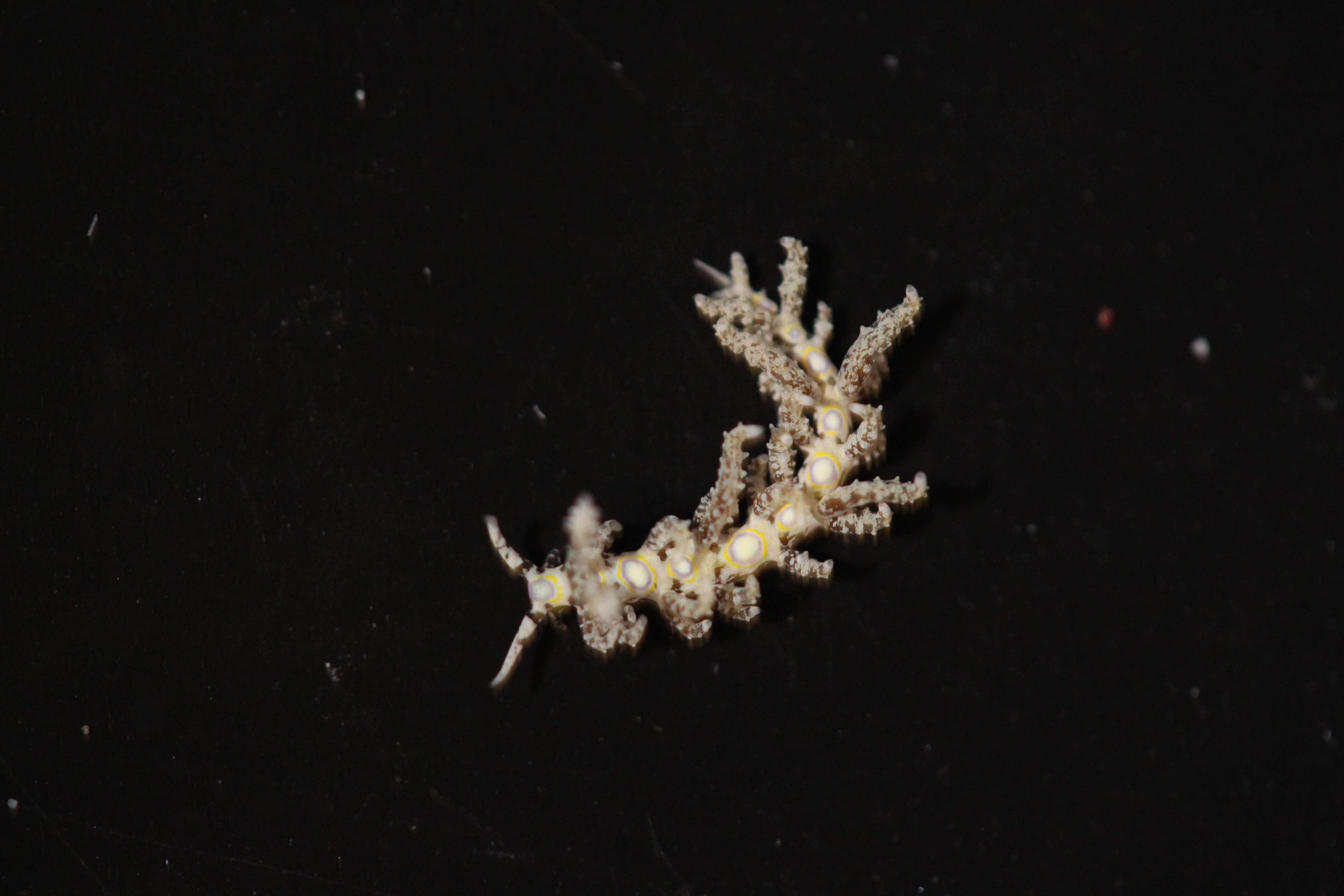 Image of Limenandra confusa Carmona, Pola, Gosliner & Cervera 2014