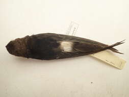 Image of Horus Swift