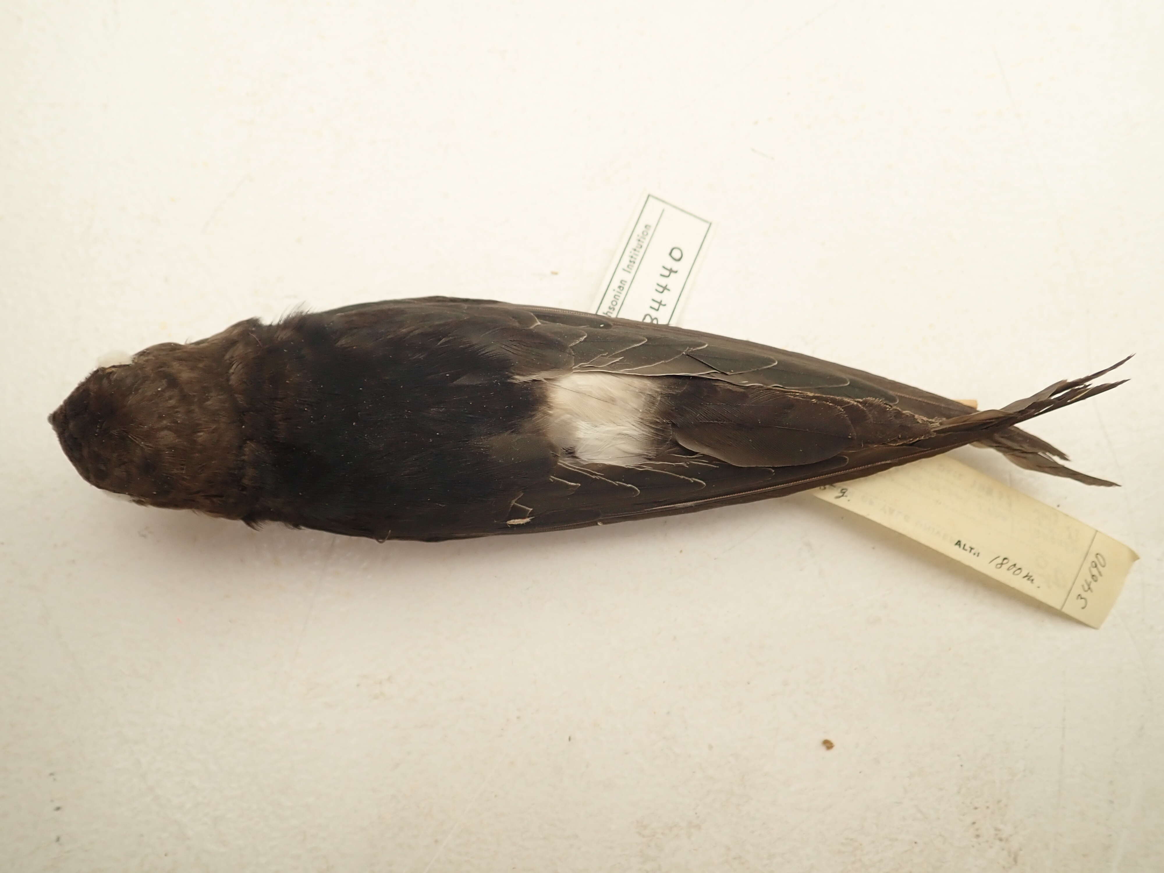 Image of Horus Swift