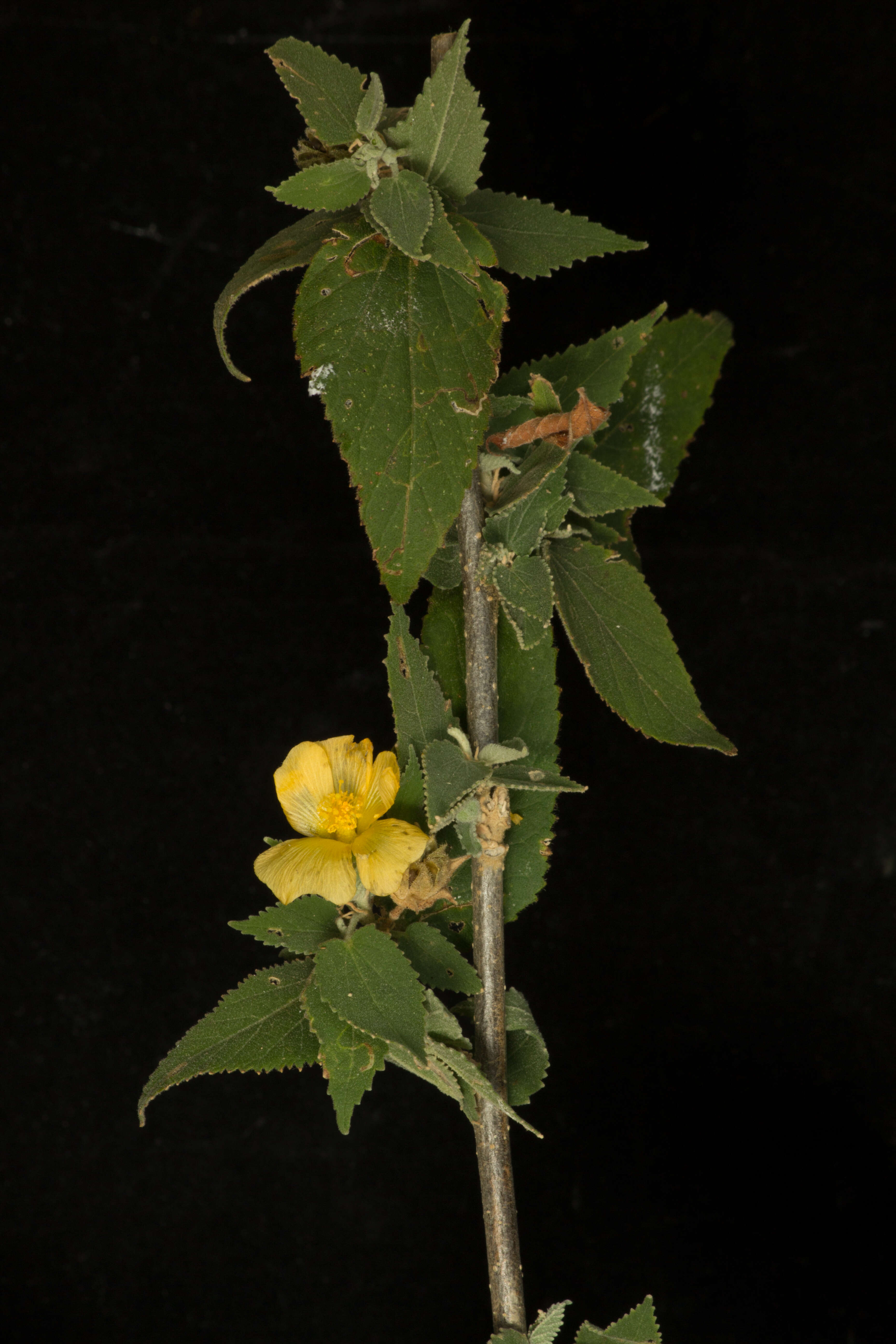 Sivun Pseudabutilon paniculatum (Rose) R. E. Fries kuva