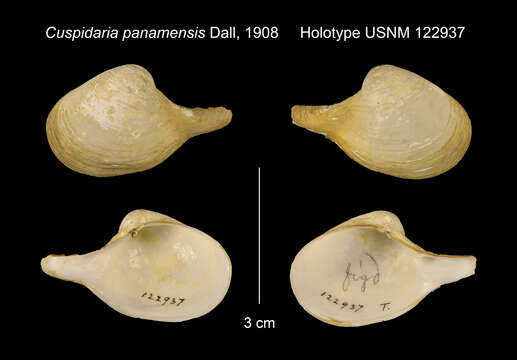 Image of Cuspidaria panamensis Dall 1908