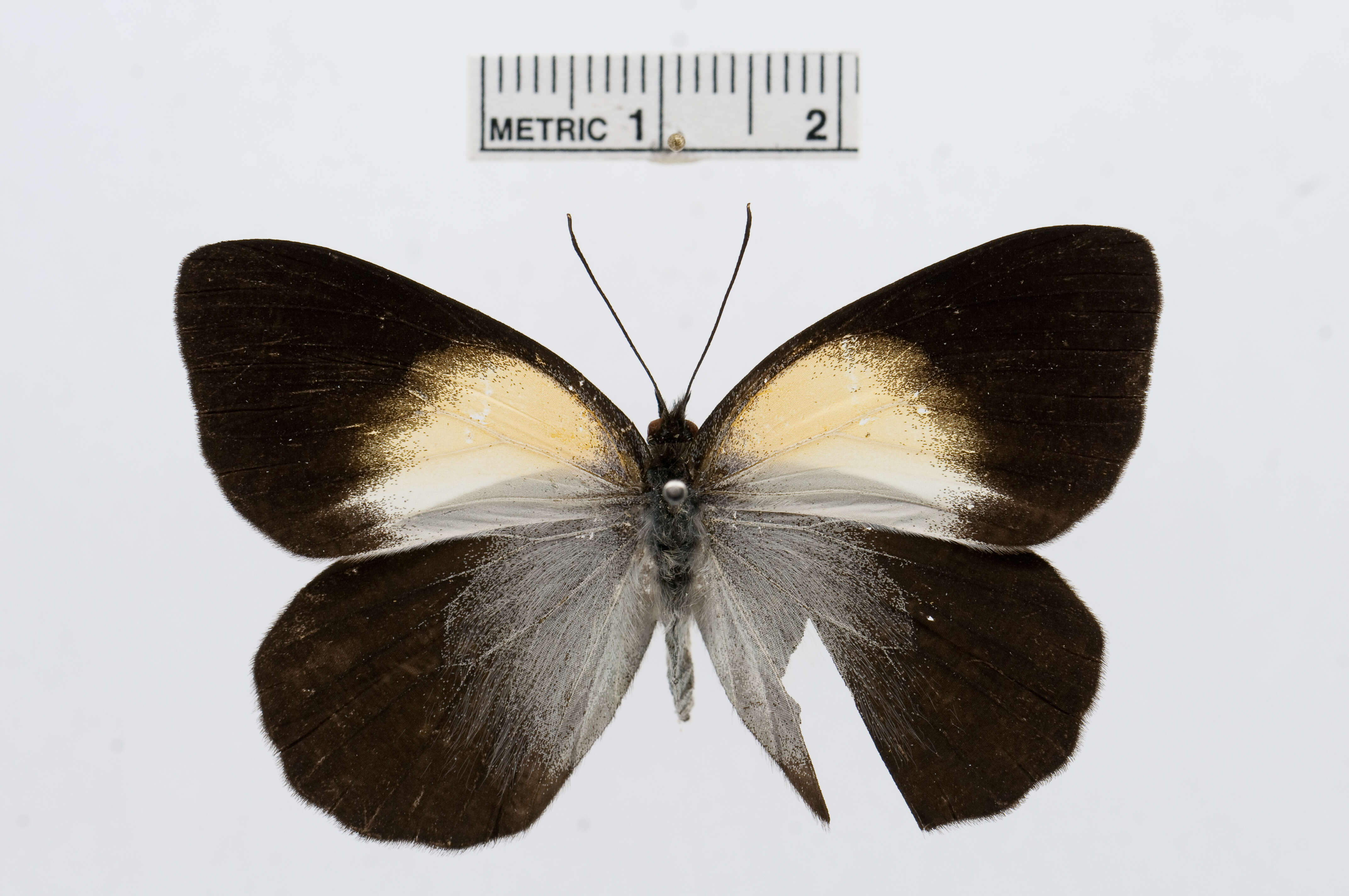 Image of Belenois margaritacea Sharpe 1891