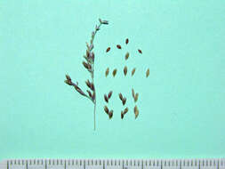 Image of whorlgrass