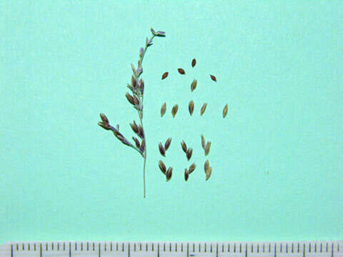 Image of whorlgrass