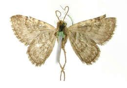 Image of Eupithecia albibasalis Schaus 1913