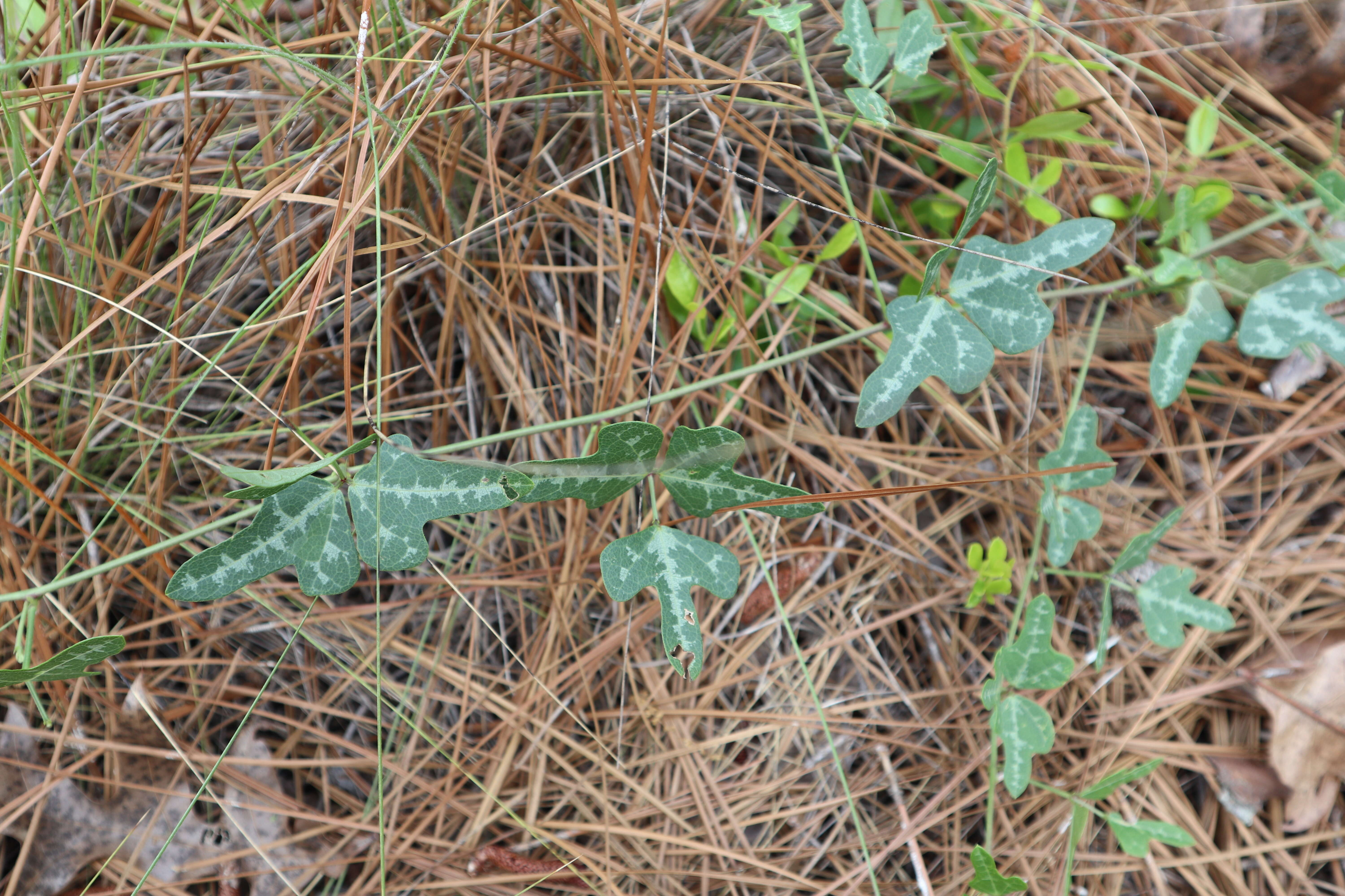 Imagem de Phaseolus polystachios var. sinuatus (Torr. & A. Gray) Marechal et al.