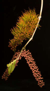 Image of Combretum farinosum Kunth