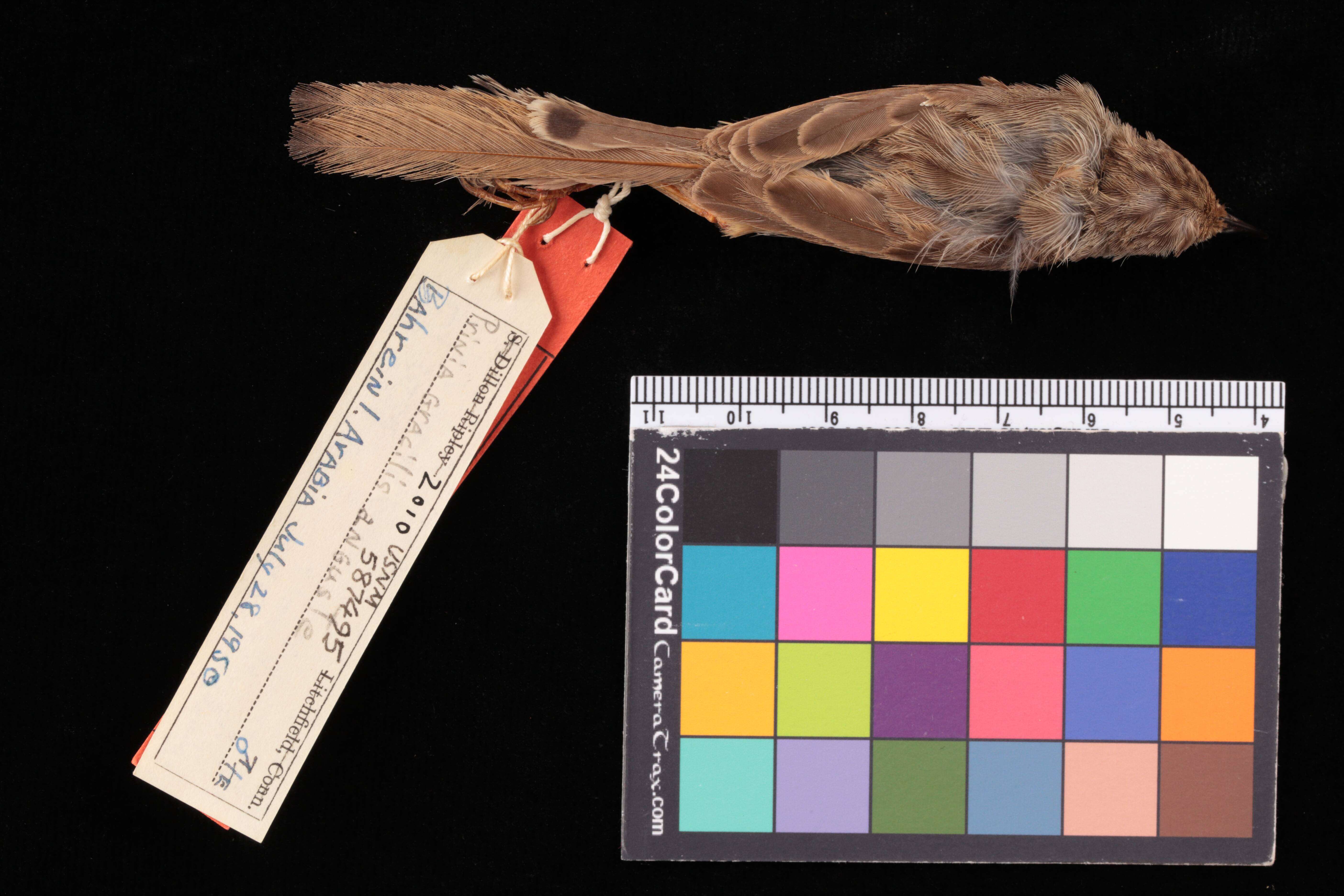 Image of Prinia gracilis hufufae Ticehurst & Cheesman 1924