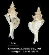 Sivun Nipponotrophon Kuroda & Habe 1971 kuva