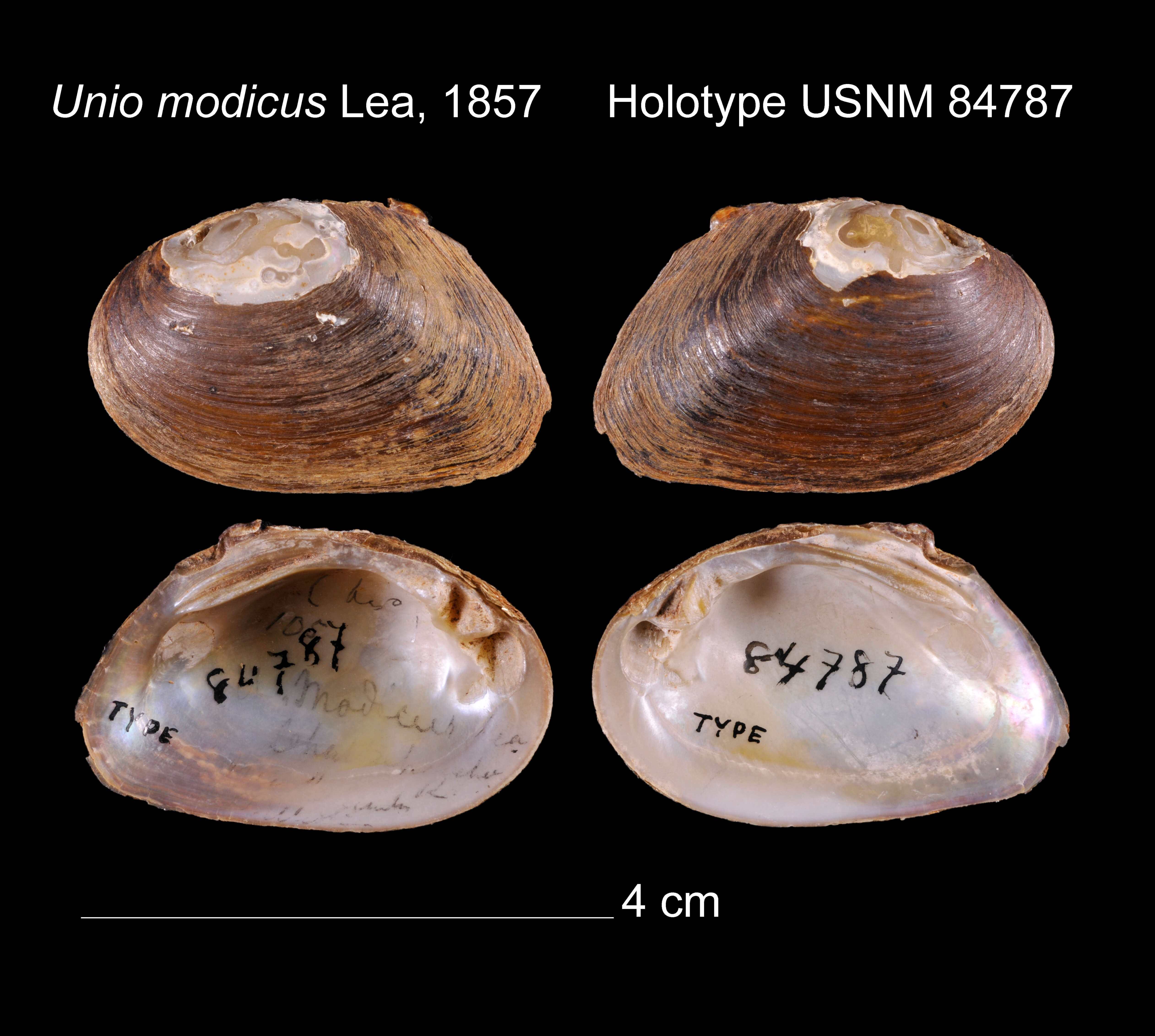 Image of Unio modicus I. Lea 1857
