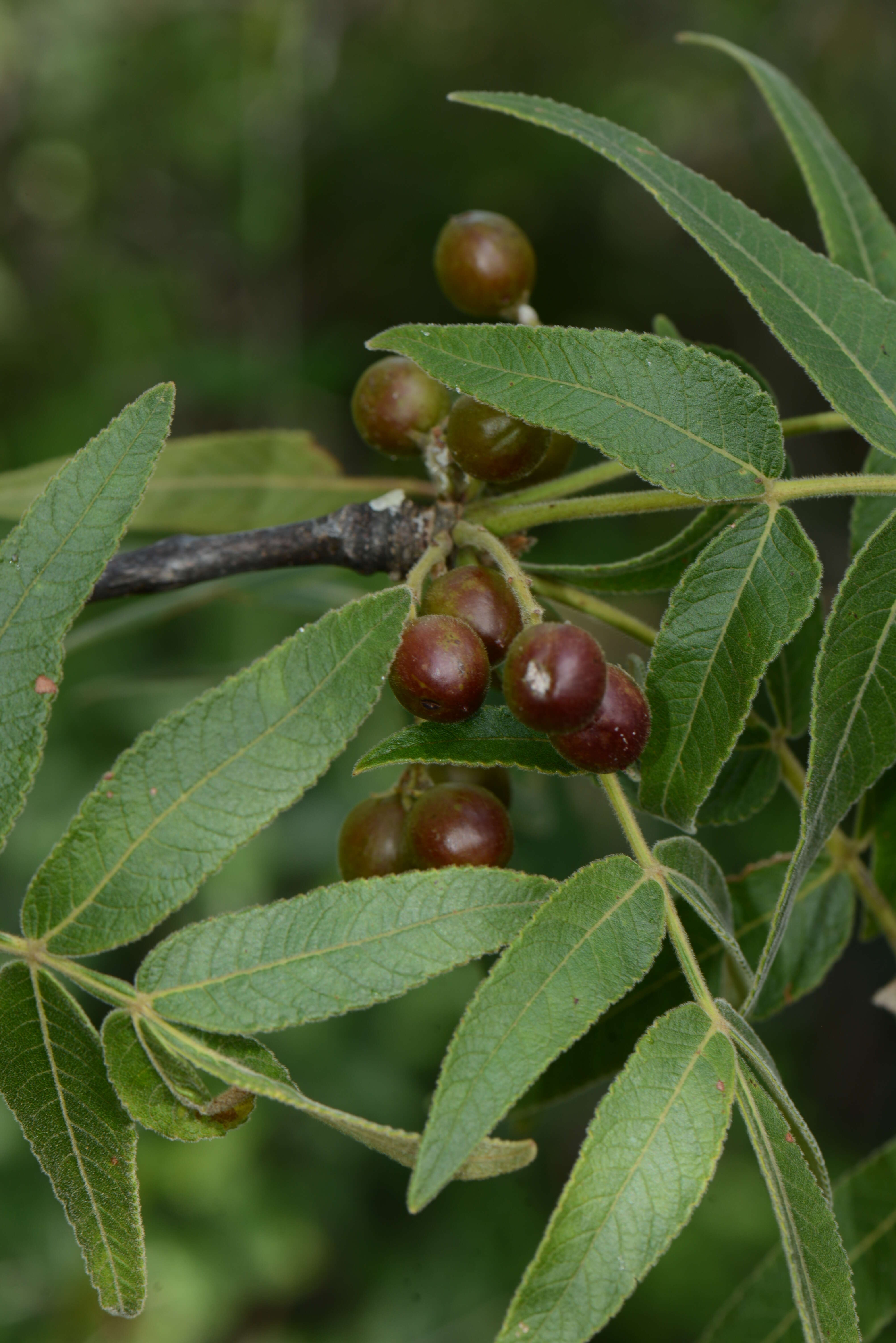 Image of Bursera Jacq. ex L.