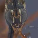 Image of Diapetimorpha macula ustulata Townes 1962