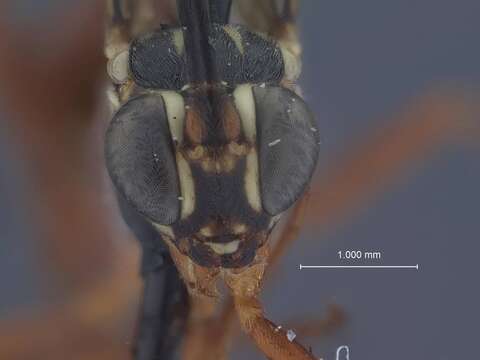 Image of Diapetimorpha macula (Cameron 1886)