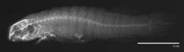 Image of Furrowed clingfish