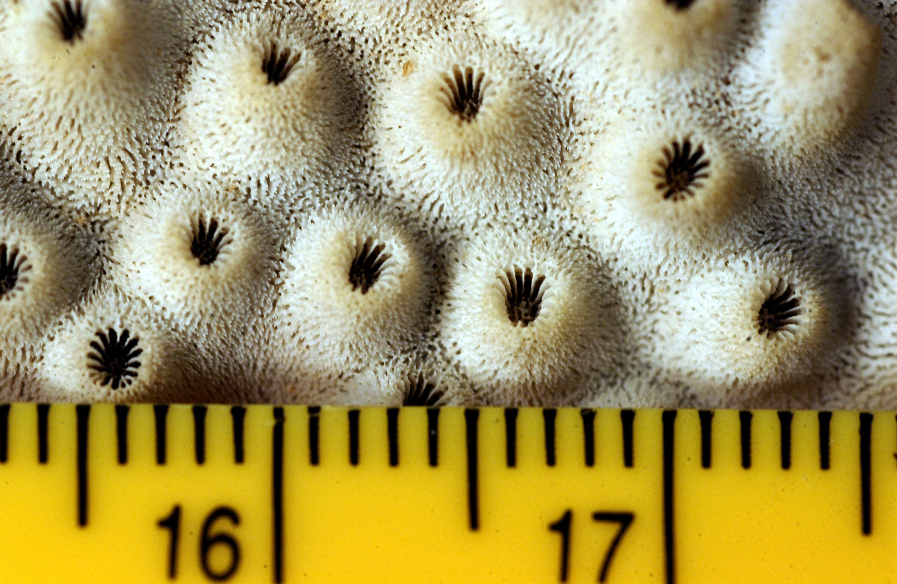 Image of Gemmipora brassica Dana