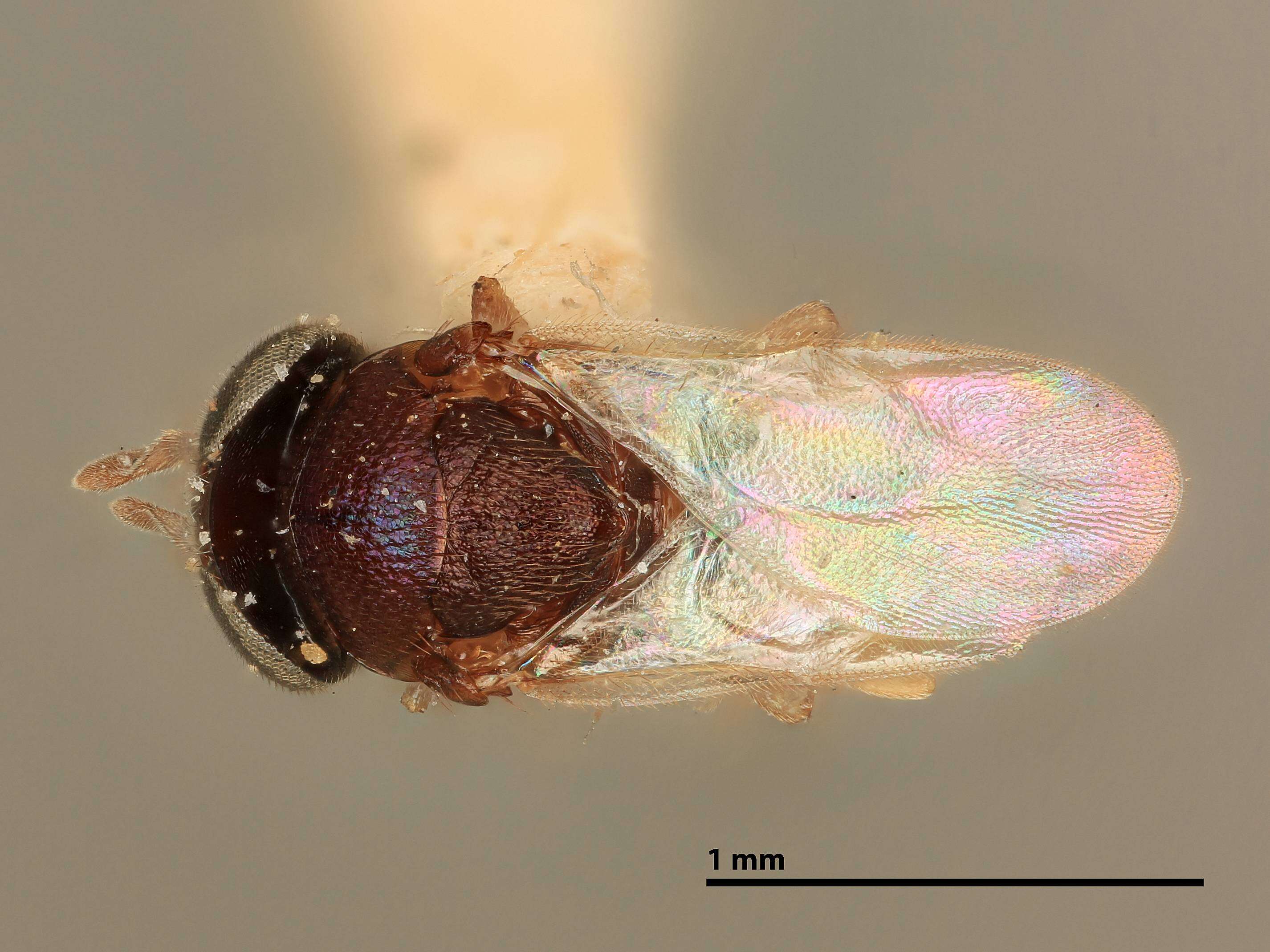 Image of Parasitoid wasp