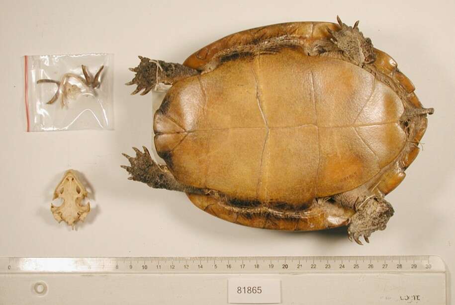 Image of Western black-bridged leaf turtle