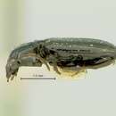 Sivun Bembidion (Hirmoplataphus) humboldtense Blaisdell 1902 kuva