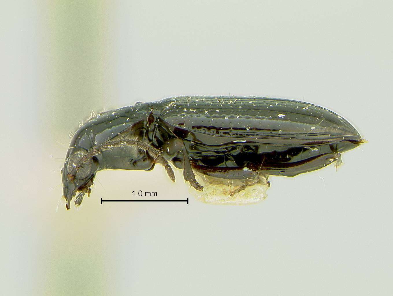 Image of Bembidion (Hirmoplataphus) humboldtense Blaisdell 1902