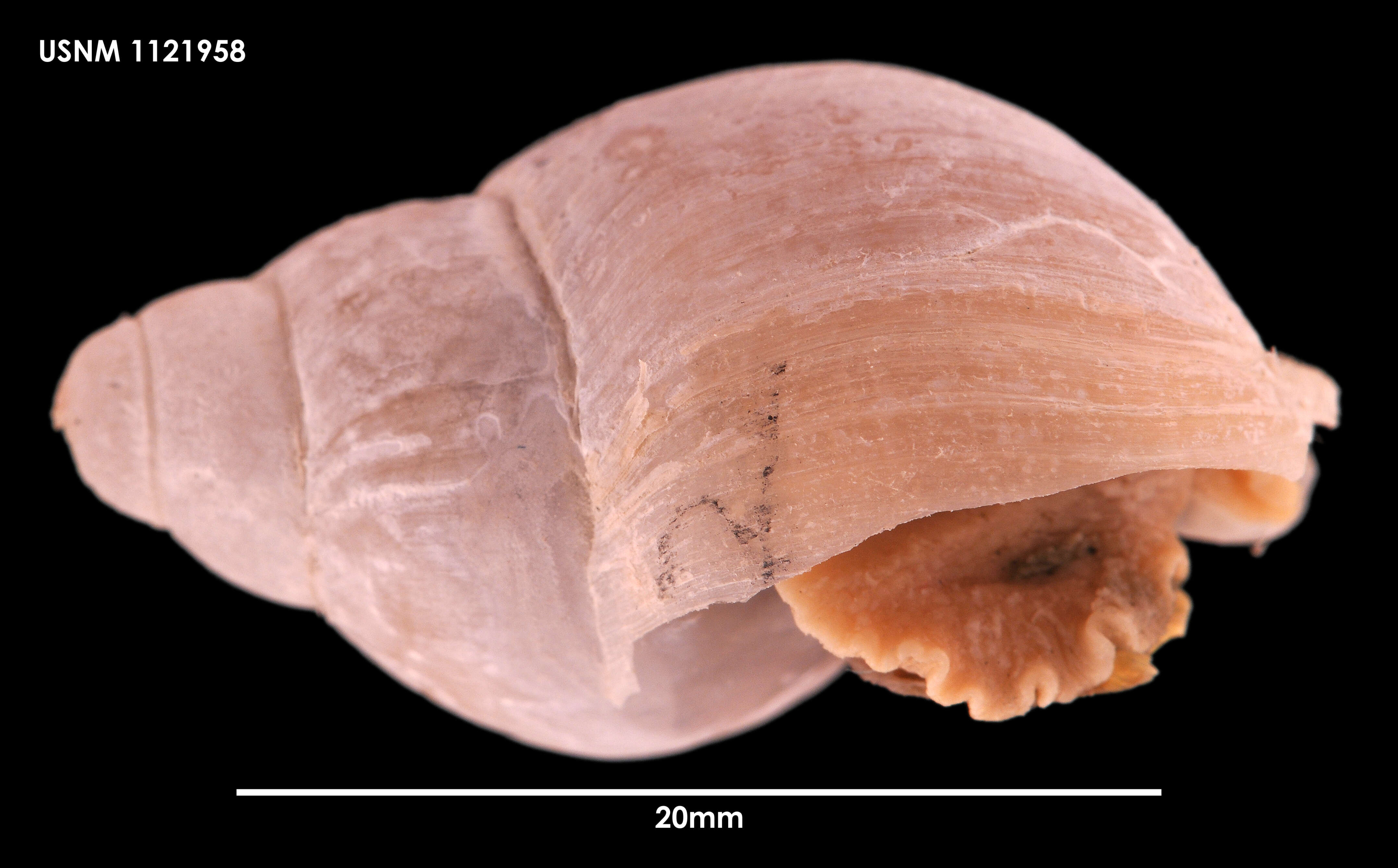 Neobuccinum E. A. Smith 1879 resmi