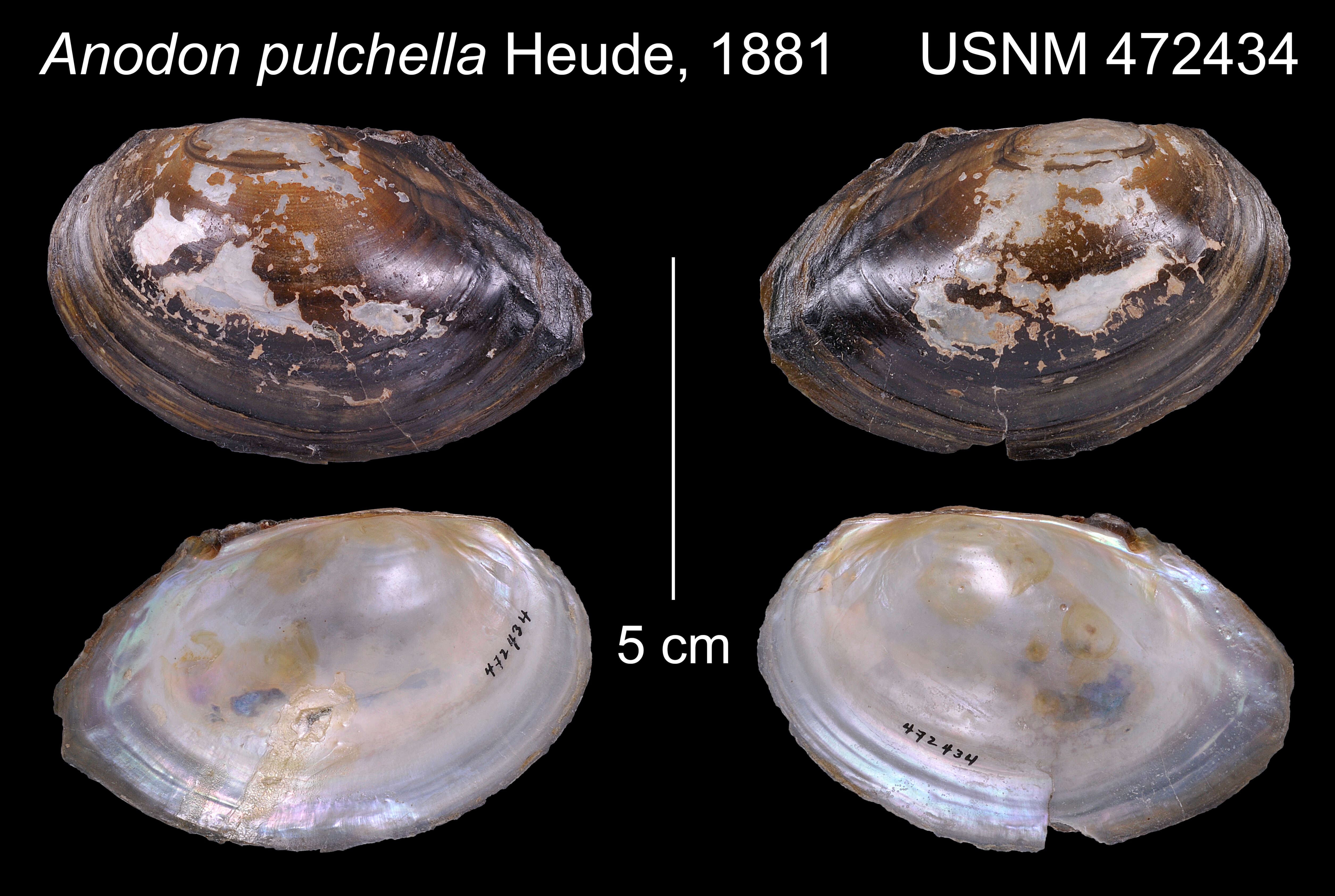 Image of Sinanodonta Modell 1945